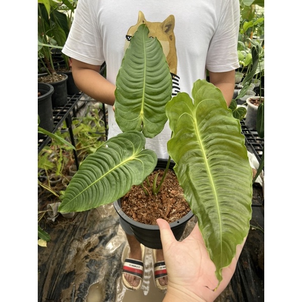 Anthurium veitchii (king)