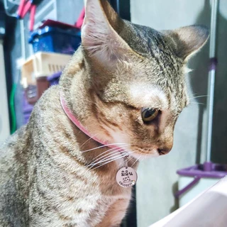 ป้ายชื่อแมว เก็บปลายทางได้ สลักชื่อฟรี ติดทนถาวร รับประกันไม่หลุดลอก ปลอกคอแมว ป้ายชื่อสัตว์เลี้ยง