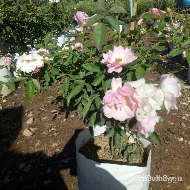 ผลิตภัณฑ์ใหม่ เมล็ดพันธุ์ กุหลาบซัมเมอร์สโนว์ (summer snow rose) 2H6C คละ สวนครัว/ผักสลัด็ดดดี 5VNQ