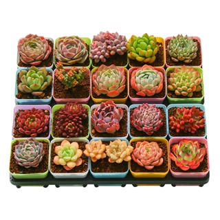 Succulents สามเณรรวมกันกระถางแพคเกจพืชอวบน้ำดอกไม้