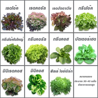 เมล็ดพันธุ์สลัดคุณภาพ 9 บาท ขนาดทดลอง