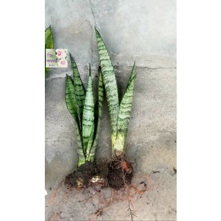 หน่อต้นลิ้นทังกร หน่อลิ้นมังกร  snake plant,Saint Georges sword,mother-in-laws tongue shoot ฟอกอากาศดีเลี้ยงง่าย