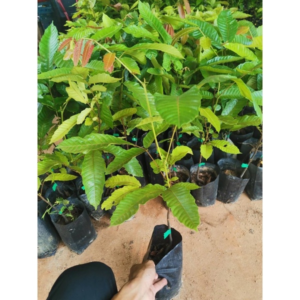 ต้นลำไยคริสตัล เขียวจำโบ้ ความสูง​ 30-60ซม.​ สั่งซื้อ​5​ต้น​แถ​มฟรี​1​ต้น​