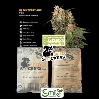 เมล็ดกัญชา Blackberry Gum (Fem) - Seed Stockers
