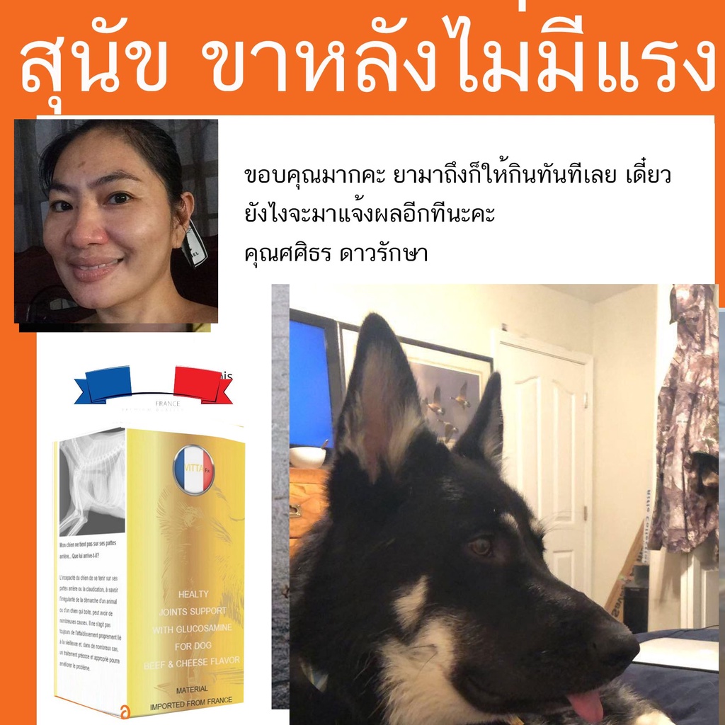 สุนัข ขาหลัง ไม่มี แรง เดินไม่ได้ สุนัขไม่มีแรงเดิน ลูกสุนัข อ่อน แรง สุนัขขาหลังอ่อนแรง pantip