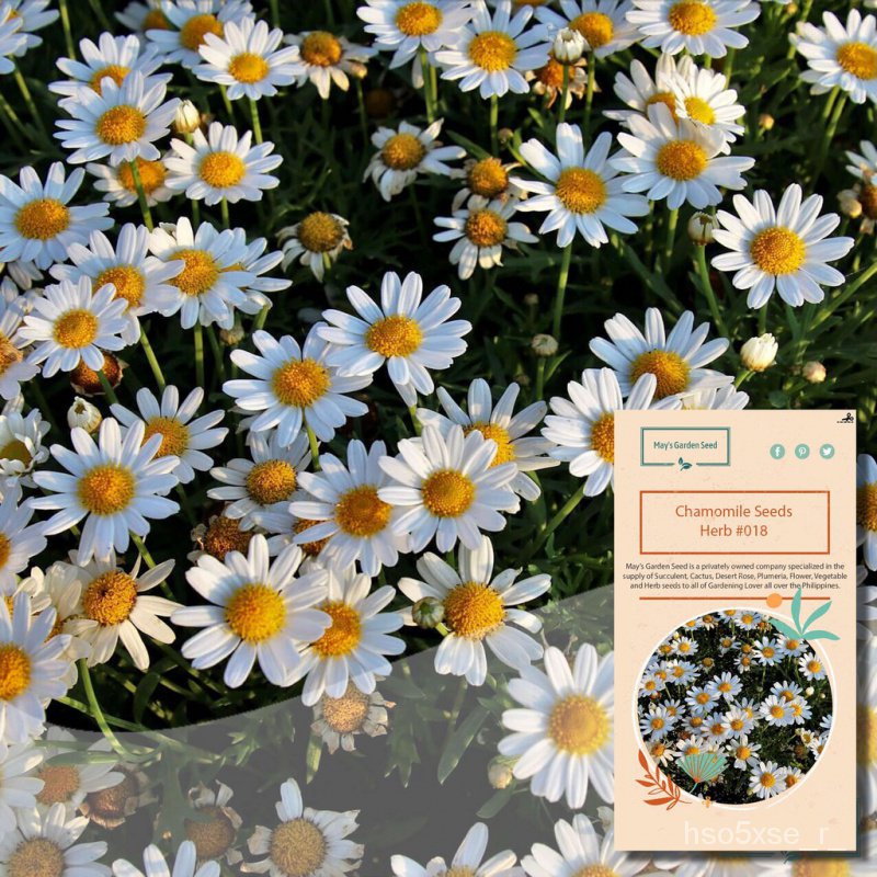 ของเก่า,018 #018สร้อยข้อมือ/สว/ เด็ก/เซล็ตต์/เซล็ตต์/หัวเราะเยาะ/ดอกไม้/กระโปรง/ดอกทานตะวัน/ดอกทานตะ