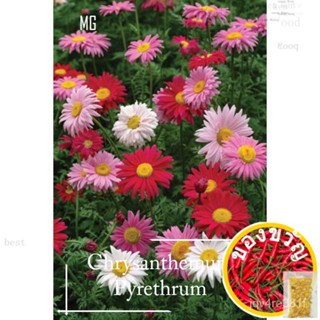 Pyrethrum-120ของแจกันหอม/แจกัน halau mosquito-doll/rha/สวน/ดอกไม้/แชม YSPZ