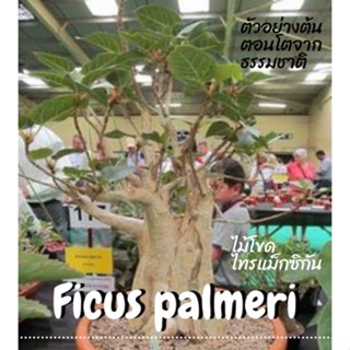 Ficus palmeri ไทรโขด #ไทรโขด #ไทรแม็กซิกัน ficuspalmeri