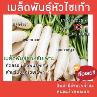 เมล็ดพันธ์ุหัวไชเท้า