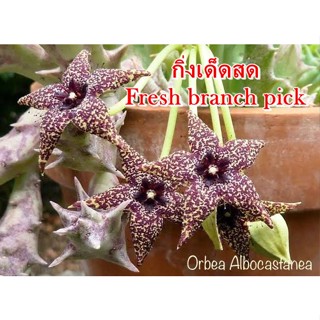 เก๋งจีน Orbea albocastanea *กิ่งเด็ดสด* แคคตัส ไม้อวบน้ำ Cactus and Succulent