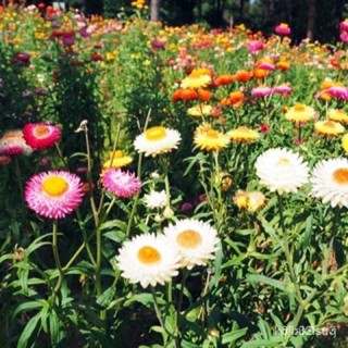 ผลิตภัณฑ์ใหม่ เมล็ดพันธุ์ 2022เมล็ดอวบอ้วน ดอกกระดาษ คละสี (Mixed Strawflower Seed) บรรจุ 50 เมล็ดเมล็ดอวบอ้วน 1/มะระ NF