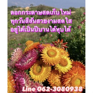 ดอกกระดาษสด  ดอกไม้มหัศจรรย์ ไม่เน่า ไม่เสีย(100ดอก 69บาท)ปลูกเองบนดอย