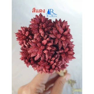 Rarin ดอกไข่แมงดา หรือ กระดิ่งนางฟ้า (สีแดง) ใช้ตกแต่งแจกัน แต่งร้าน พร๊อพถ่ายรูป แต่งโต๊ะอาหาร งาน DIY