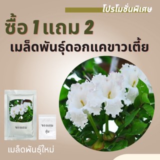 เมล็ดพันธุ์แคนาเตี้ย 1แถม2 ฟอยล์