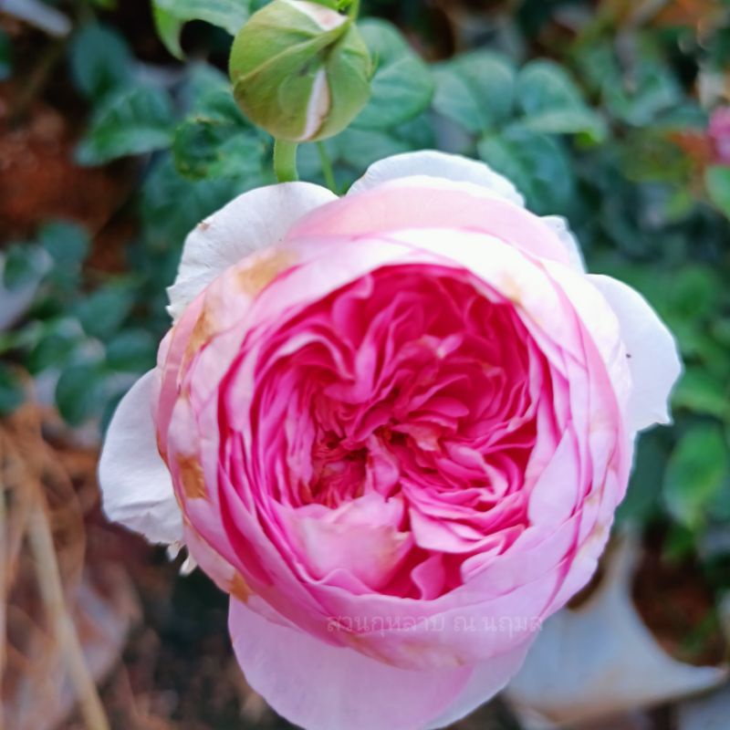 🌹กุหลาบ Mon Coeur (มองเคอร์)🌹