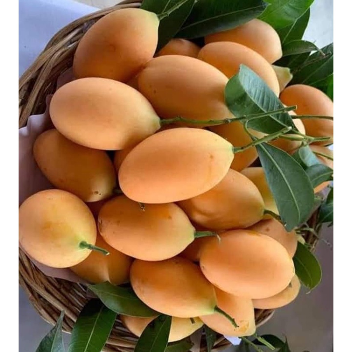 ต้นมะปรางหวาน(ต้นพันธุ์ทาบกิ่ง)