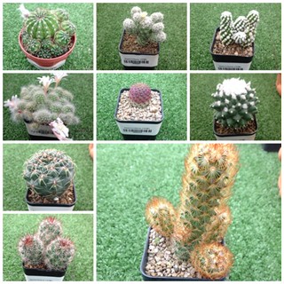 แมมมิลลาเรีย Mammillaria แคคตัส กระบองเพชร กระถางละ 20 บาท