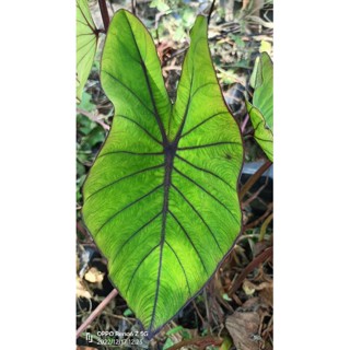 Colocasia hawaiian punch