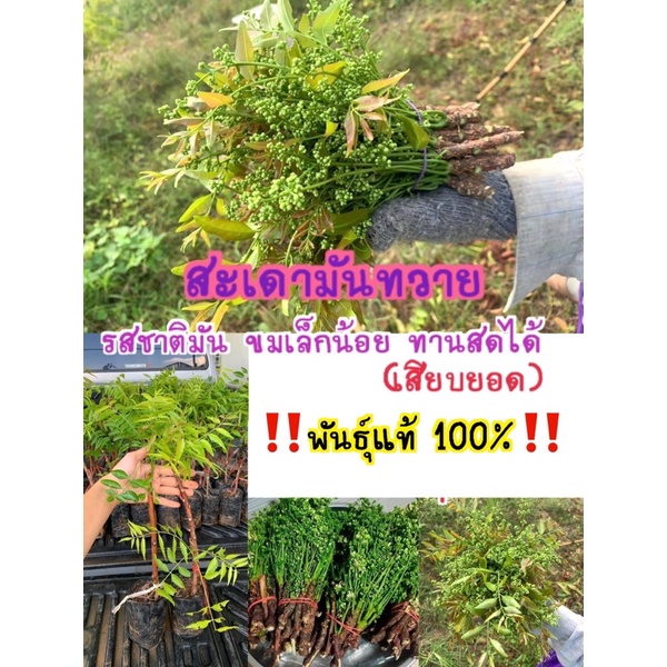 #สะเดามันทวาย (ต้นเล็ก) (ออกดอกทวายทั้งปี) ขมน้อย ทานสดได้ (เสียบยอด) 7-8เดือนออกดอก
