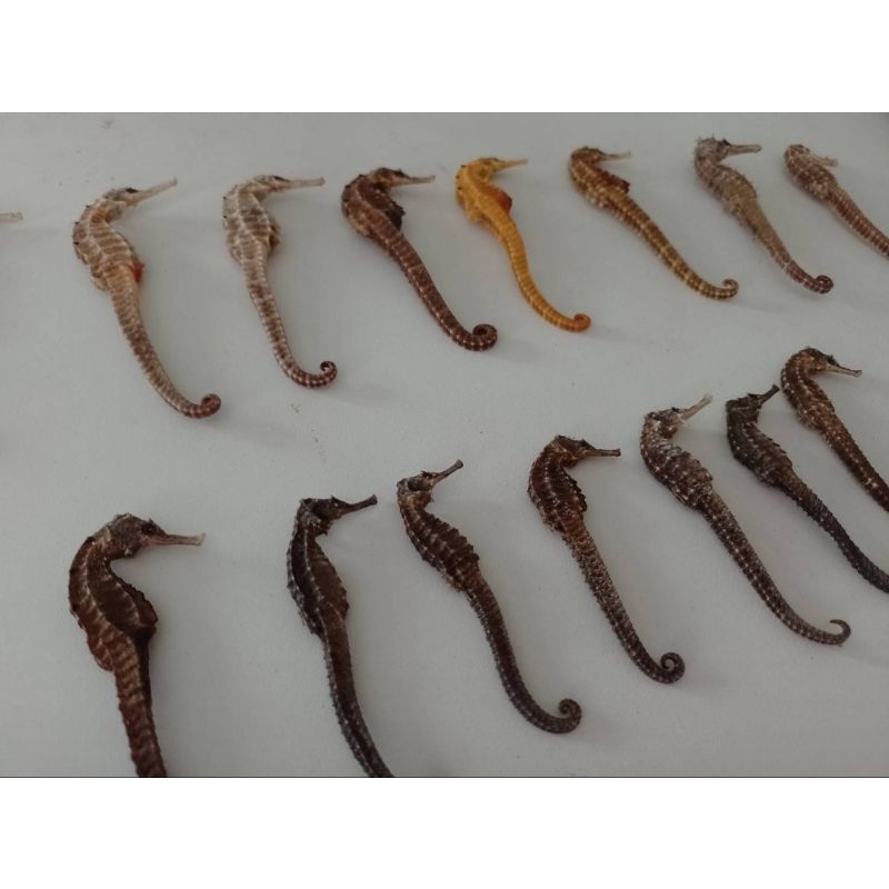 ม้าน้ำตากแห้ง 1 ตัว  seahorse สมุนไพรจีน สำหรับดอง