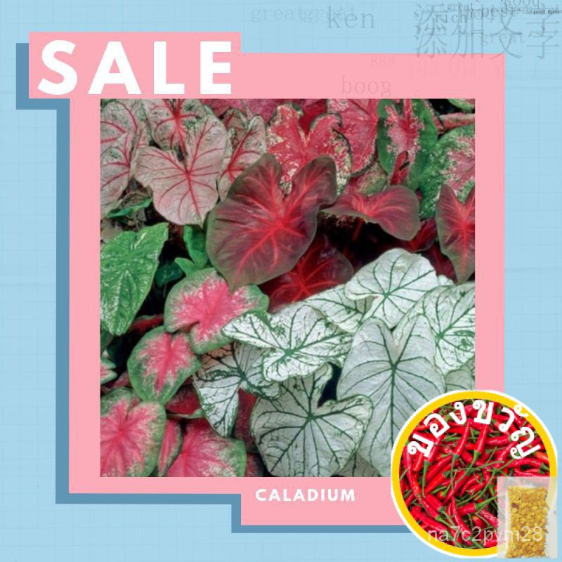 Caladium Thai caladium Bicolor | keladi Viral | keladi Thai |☘พืชในร่ม☘พร้อมสต็อกเมล็ด/กางเกงชั้นใน/ดอกทานตะวัน/ตัวยืด J