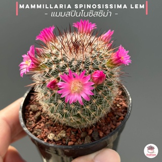 แมมสปินโนซิสซิม่า Mammillaria spinosissima Lem #กระถาง 2.5 นิ้ว แคคตัส กระบองเพชร cactus&amp;succulent