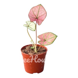 บอนสี ดวงเศรษฐี สีชมพูพาสเทล สวยหวาน ละมุน (Caladium spring fling) กระถาง 4 นิ้ว