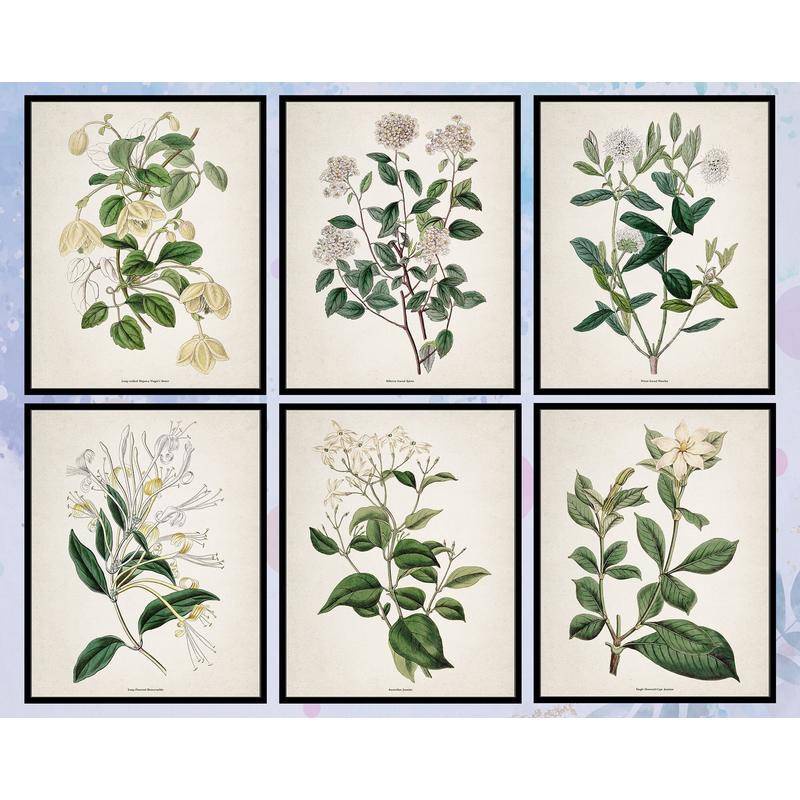 Vintage Botanical Prints Wall Art Botanical Drawings โปสเตอร์ภาพสําหรับสํานักงานห้องครัวห้องรับประทา