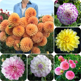 （คุณภาพสูง เมล็ด）บอนสี 100pcs Dahlia Flower Seeds เป็นไม้พุ่มอวบน้ำอายุยืน ไม้ฟอกอากาศ ใบลวดลายสวยงาม ต้นไม้ฟอกอ/คะน้า Y