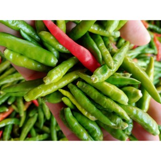 🌶️พริกขี้หนูสวนเด็ดก้านส่วนเม็ดใหญ่สวยๆคัดทุกเม็ดไม่มีเน่า💯ขายถูก ครึ่ง กิโลกรัม