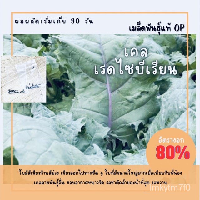 （คุณภาพสูง เมล็ด）เมล็ดพันธุ์ เคลเรดไซบีเรียน 250 เมล็ด Red Siberian Kale เคลแดง เคล คะน้า (ซื/ง่าย ป