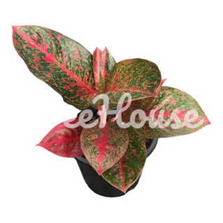 ทรัพย์มงคล กระถาง 6 นิ้ว 4-5ใบ / Aglaonema submongkol pot 6”