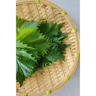 เมล็ดพันธุ์ชิโสะ Green Shiso สีเขียว เมล็ด​พันธุ์​โอบะ​ 50-120​ เมล็ด เมล็ดใบงาเกาหลี​ [ซื้อ 10 แถม1คละได้]