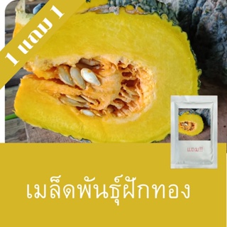 เมล็ดพันธุ์ฟักทอง 1แถม1 (250เมล็ด) ถูกที่สุด!!