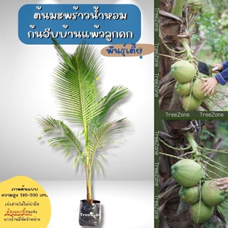 ต้นมะพร้าวน้ำหอมพันธุ์เตี้ยก้นจีบบ้านแพ้ว (ไซซ์เล็ก) ความสูง 30-140 cm. (เกรดพรีเมียม ประกันพันธุ์แท้100%)