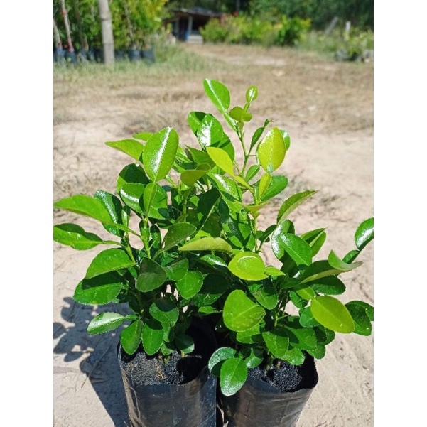 ต้นมะกรูด ใบหอม   1 ถุงมีหลายต้น ต้นพร้อมปลูก