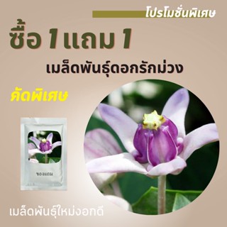 เมล็ดพันธุ์ดอกรัก 1แถม1( 100 เมล็ด) ราคาถูกที่สุด