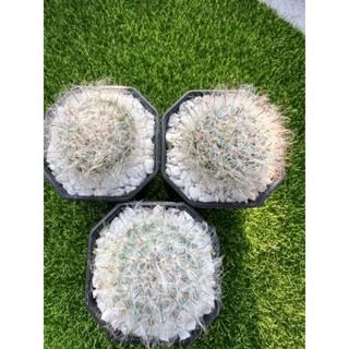 Mammillaria bocasana  แมมขนแมว ในกระถาง2นิ้ว