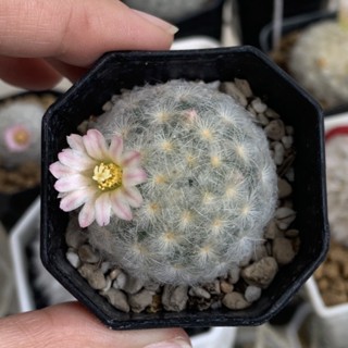 แมมขนนกขาว Mammillaria Plumosa