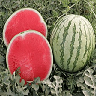 （คุณภาพสูง เมล็ด）เมล็ดพันธุ์ แตงโมไร้เมล็ด แตงโมไม่มีเมล็ด เนื้อสีแดง (WATERMELON) บรรจุ 10 เมล็ด/ผักชี H1AY