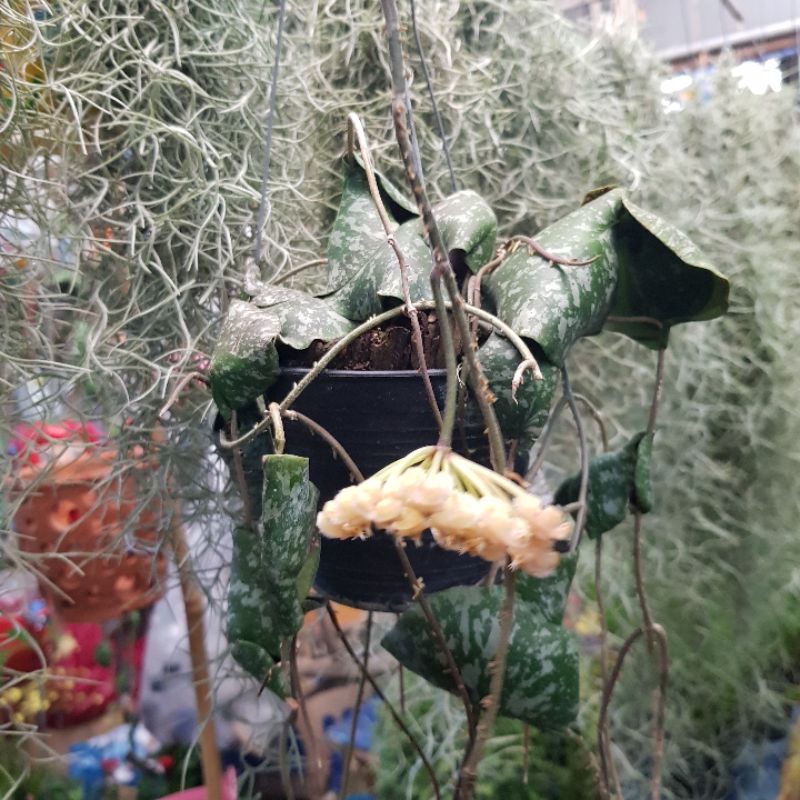โฮย่าปลากระเบน กระถาง4นิ้วพร้อมออกดอก Hoya imbricata