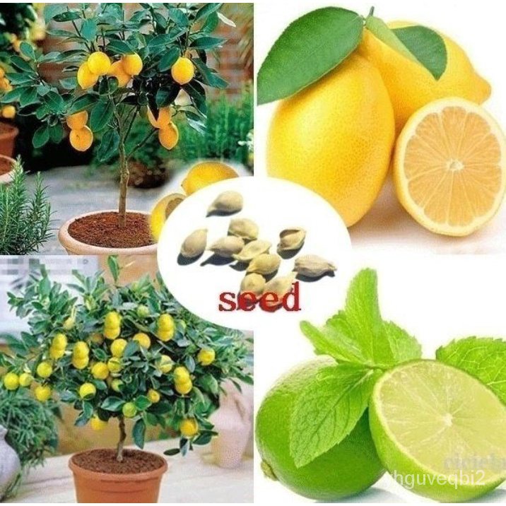 （คุณภาพสูง เมล็ด）เมล็ดพันธุ์มะนาวเลม่อน เมล็ดพันธุ์ Lemon Seeds 10 เมล็ด บอนสี เมล็ดพันธุ์ดอก/ง่าย ปลูก สวนครัว /ผักชี S