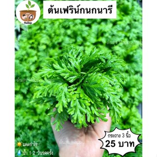 ต้นเฟิร์นกนกนารี จัดส่ง 2 ต้นขึ้นไป คละแบบได้