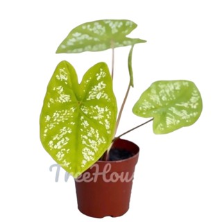 บอนสี เลม่อน ฟอร์มสวย 3-4 ใบ (Caladium sp. lemon) กระถาง 4 นิ้ว