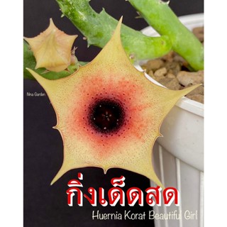 เก๋งจีน Huernia Korat Beautiful Girl  *กิ่งเด็ดสด* แคคตัส ไม้อวบน้ำ Cactus and Succulent