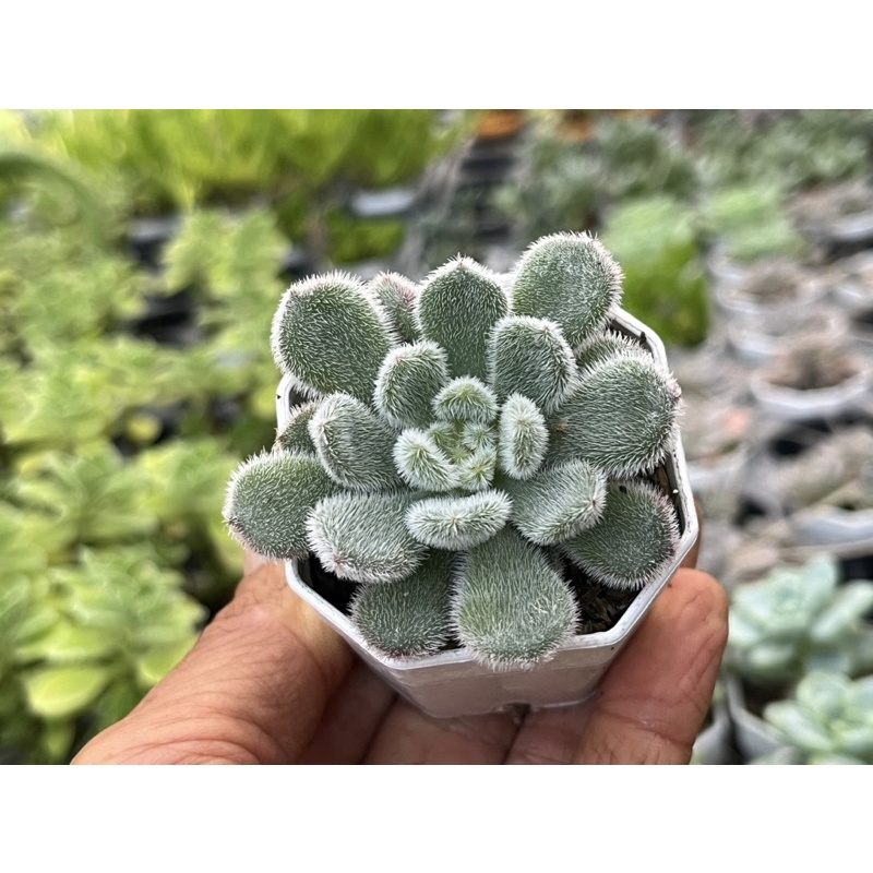 Echeveria Setosa 'Mexican Firecracker’ ไม้อวบนำ้ น่ารักๆ กระถาง 2 นิ้ว