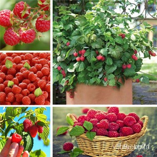 ผลิตภัณฑ์ใหม่ เมล็ดพันธุ์ 1000PCS Rare Delicious Raspberry Fruit Seeds Sweet Juicy Raspberries Home Garden Balco/ผักชี V