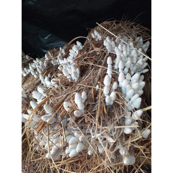 เชื้อเห็ดโคนน้อยแบบขยายลงฟาง หัวเชื้อคุณภาพ ดอกใหญ่ ออกดอกเยอะ สามารถนำไปหยอดก้อนแบบเปิดดอกได้ แถมฟรี คู่มือเพาะ - รูปที่ 4