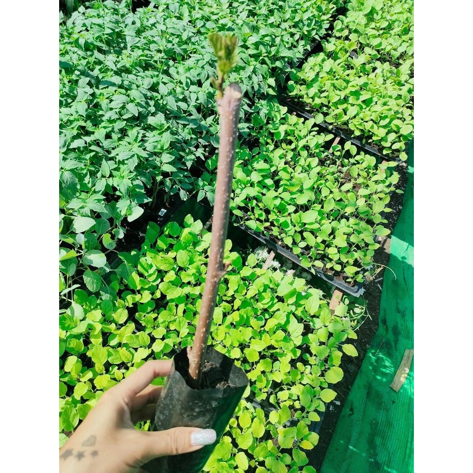 กิ่งหม่อนในถุงดำมีใบ กิ่งหม่อนมีสรรพคุณช่วยทำให้เลือดลมไหลเวียนได้สะดวกมากขึ้น ช่วยบำรุงหัวใจ (ผล) ถุงละ 29 บาท ราคา ถูกที่สุด ดีลบีเคเค แกลเลอรีภาพที่ 7