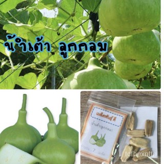 （คุณภาพสูง เมล็ด）เมล็ดพันธุ์ น้ำเต้าลูกกลม Round gourds น้ำเต้า (ซื้อ 10 แถม 1 คละอย่างได้)/ง่าย ปลูก สวนครัว เม/มะเขือ